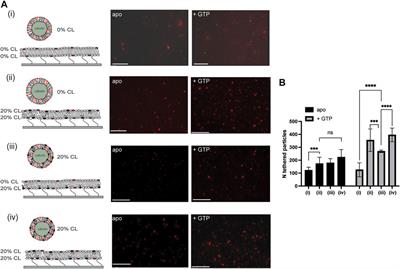 Absence of Cardiolipin From the Outer Leaflet of a Mitochondrial Inner Membrane Mimic Restricts Opa1-Mediated Fusion